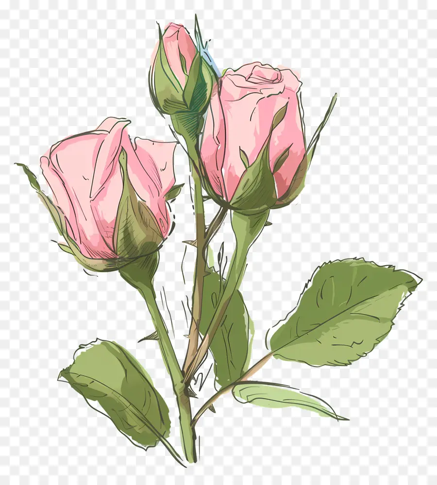 براعم الورود，الوردي الورود PNG