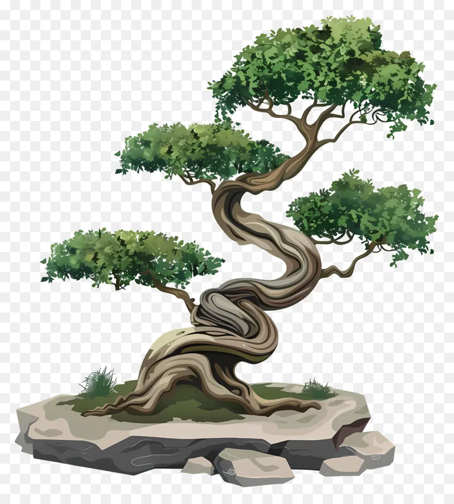 شجرة بونساي，الجذع PNG