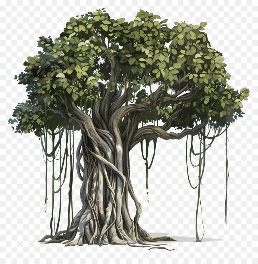 بانيان تري，شجرة PNG