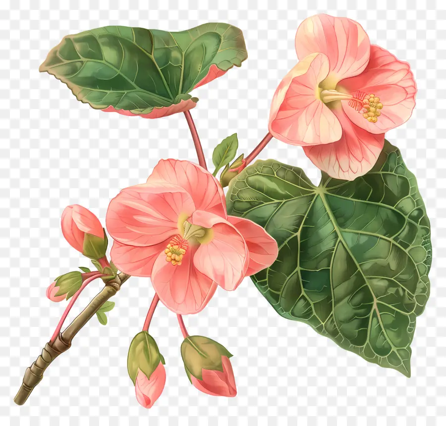 بيجونيا زهرة，الزهور الوردية PNG