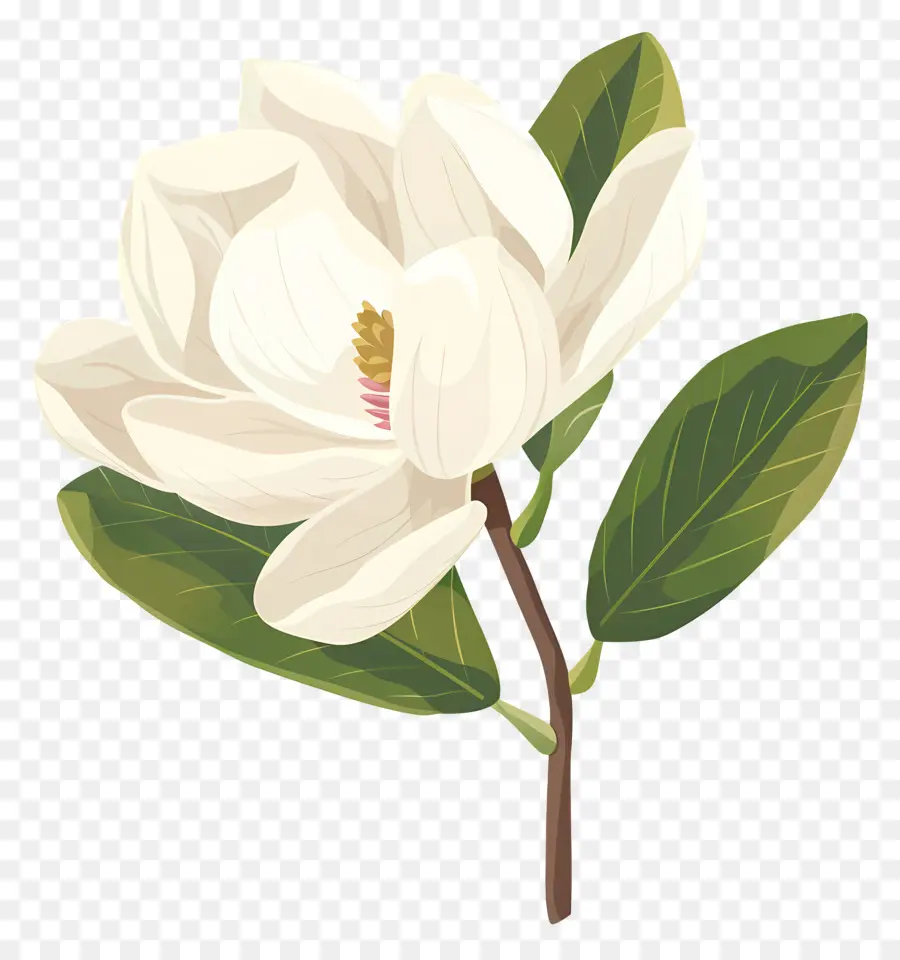 زهرة ماغنوليا，زهرة بيضاء PNG
