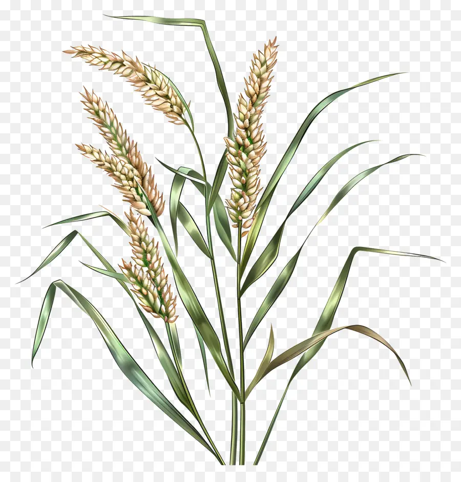 Spikelets，مصنع PNG