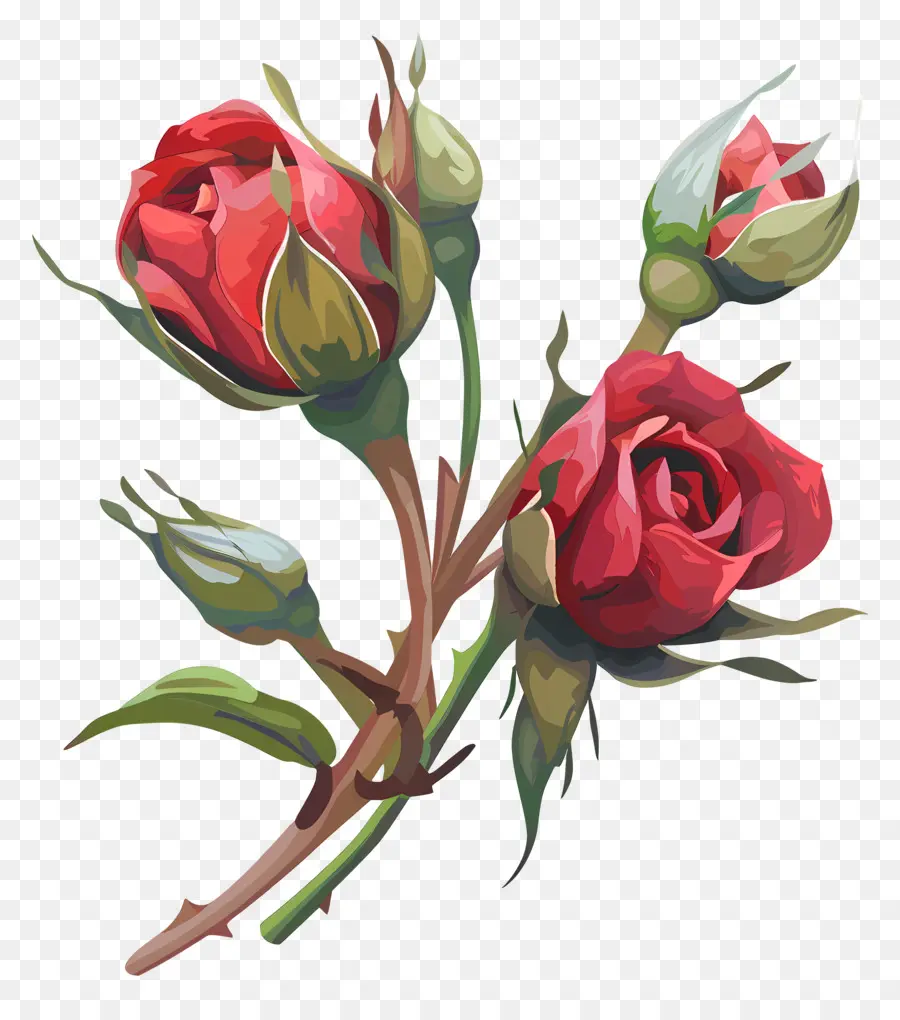 براعم الورود，الورود الحمراء PNG