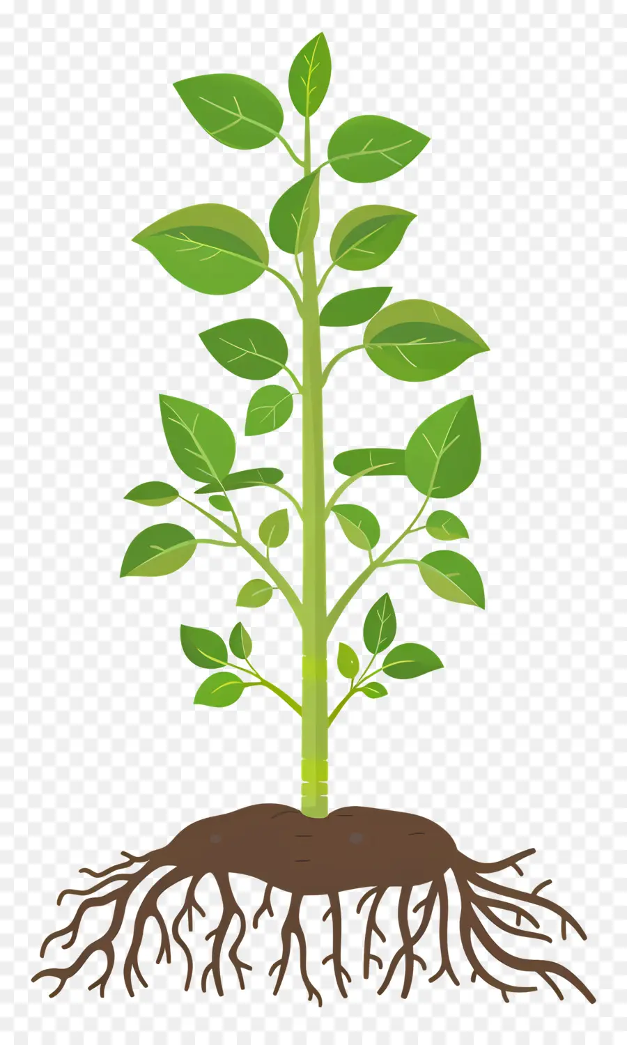 جذر النبات，النباتات الخضراء PNG