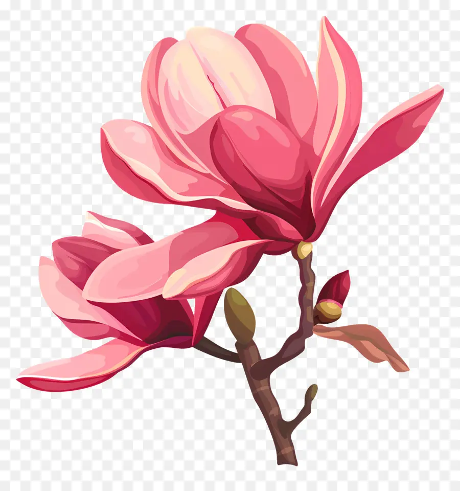 زهرة ماغنوليا，ماغنوليا العظمة النباتية PNG