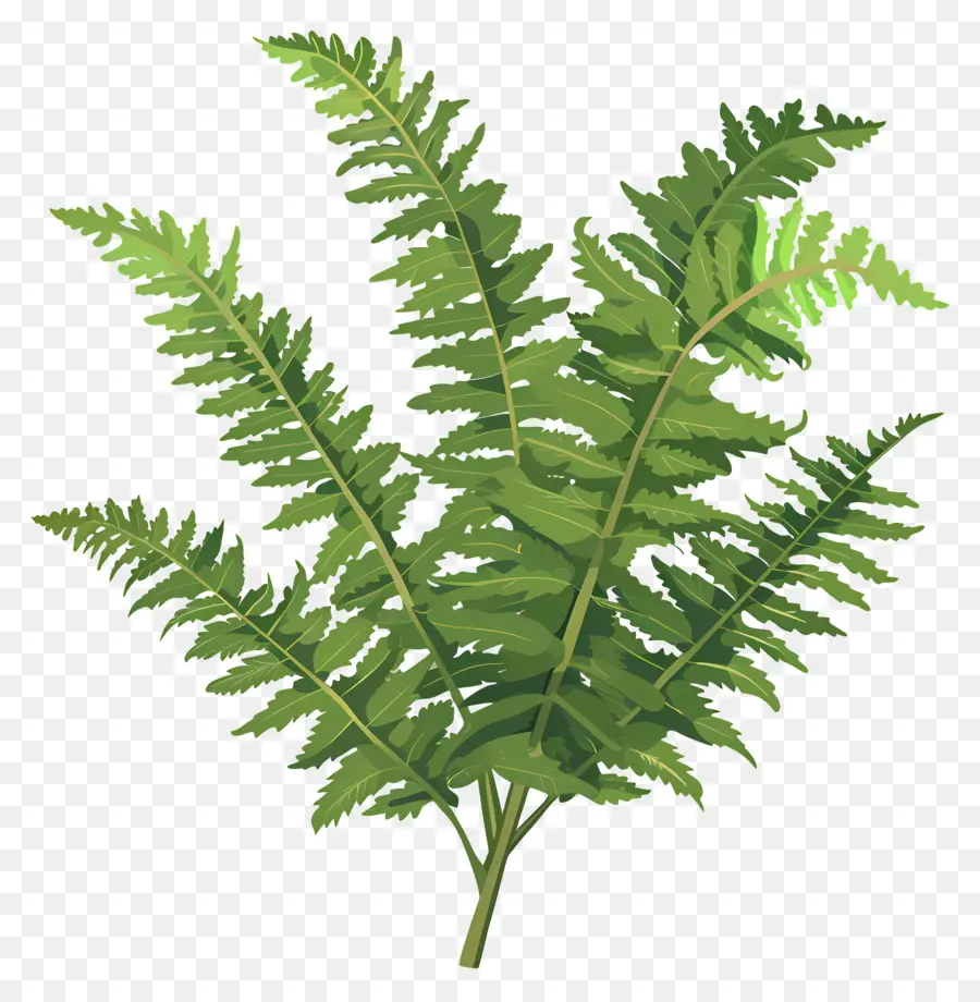 نبات السرخس，النباتات الخضراء PNG