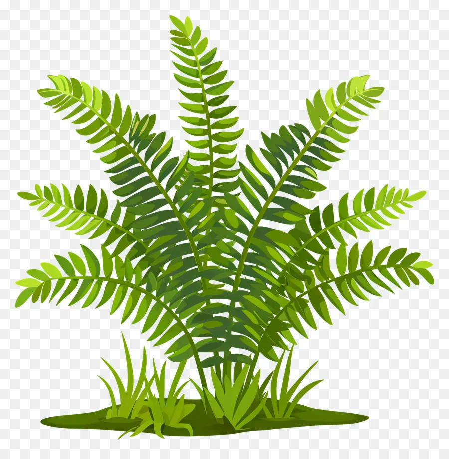 نبات السرخس，الأوراق الخضراء ،  PNG