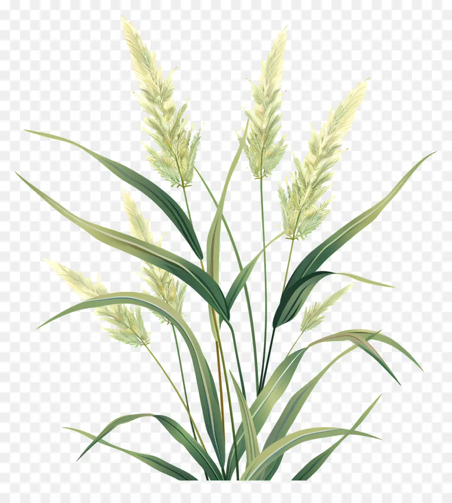 Spikelets，العشب طويل القامة PNG