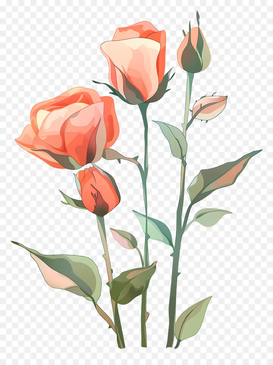براعم الورود，الوردي الورود PNG