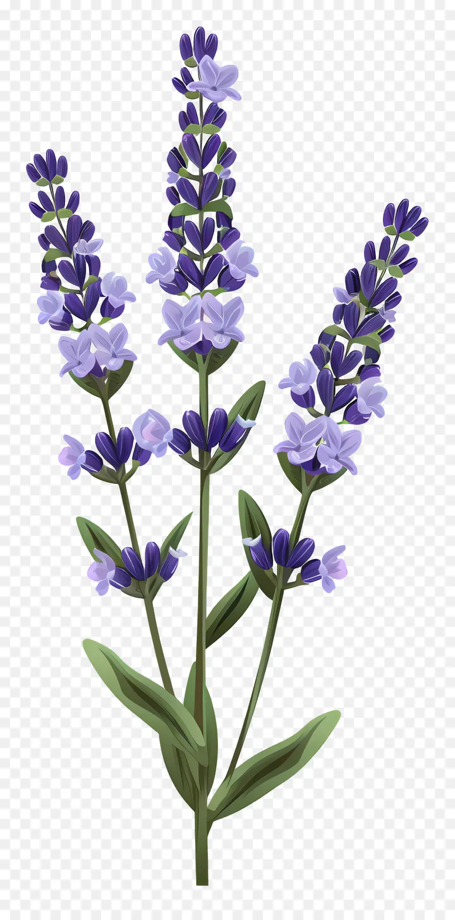 زهرة الخزامى，الزهرة الزرقاء PNG
