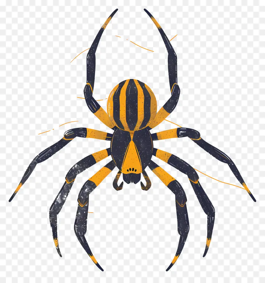 العنكبوت，العنكبوت الأسود والأصفر PNG