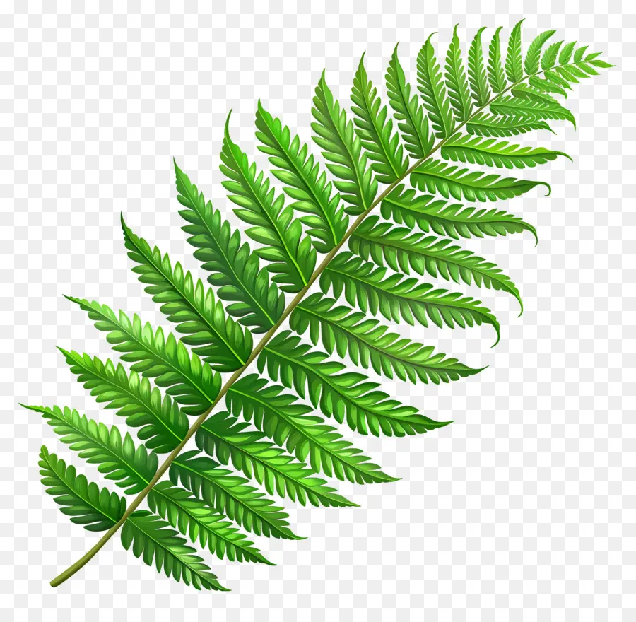 السرخس نبات，الأوراق الخضراء ،  PNG