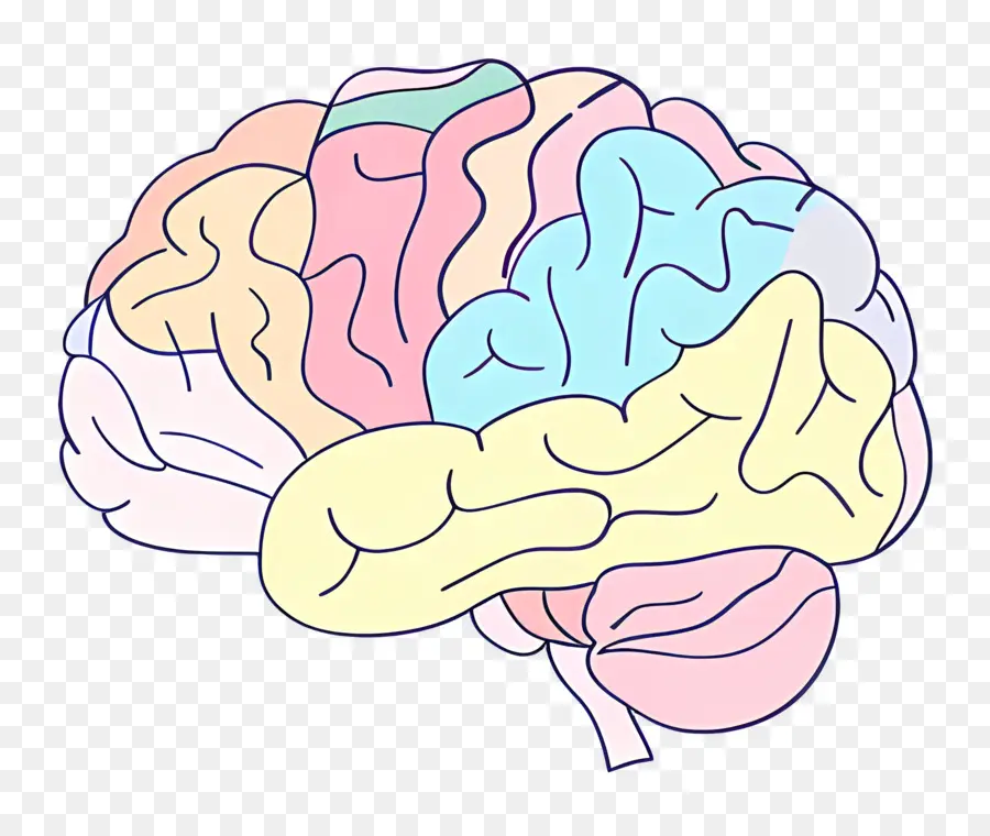 الكرتون الدماغ，تشريح الدماغ البشري PNG