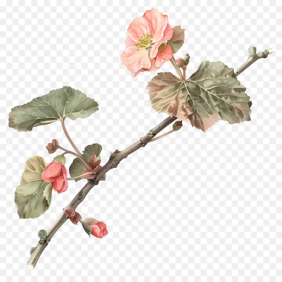 بيجونيا زهرة，زهرة الوردي PNG