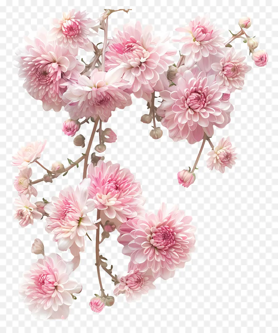 ازهار الاقحوان，زهور الكريسنثموم الوردي PNG