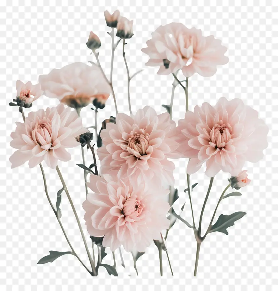 ازهار الاقحوان，الزهور الوردية PNG