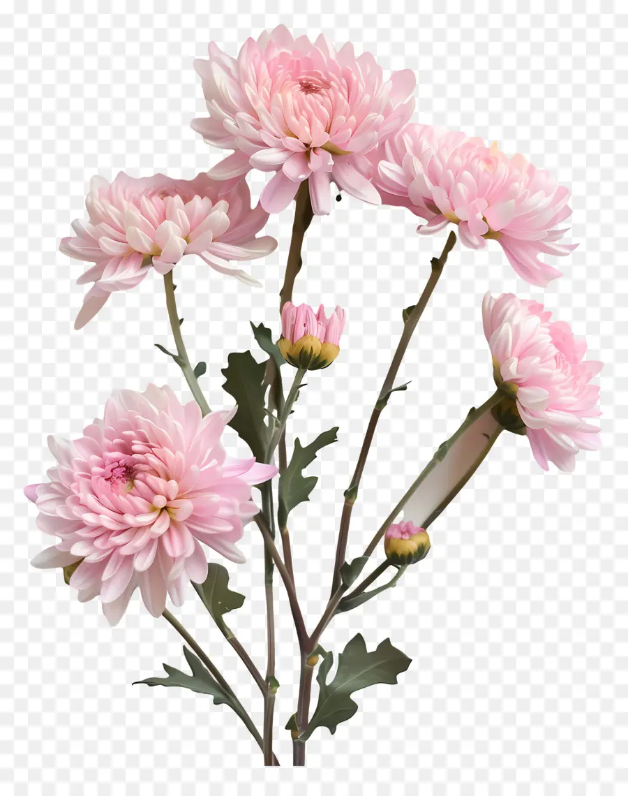 ازهار الاقحوان，القرص الوردي Chrysanthemums PNG