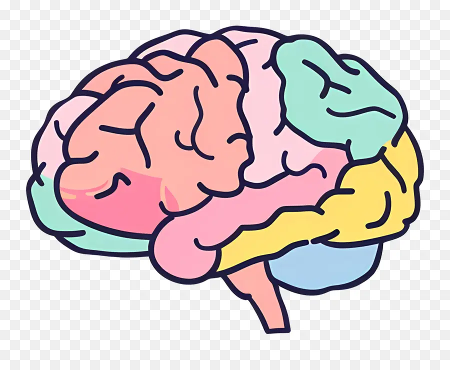 الكرتون الدماغ，الدماغ البشري PNG