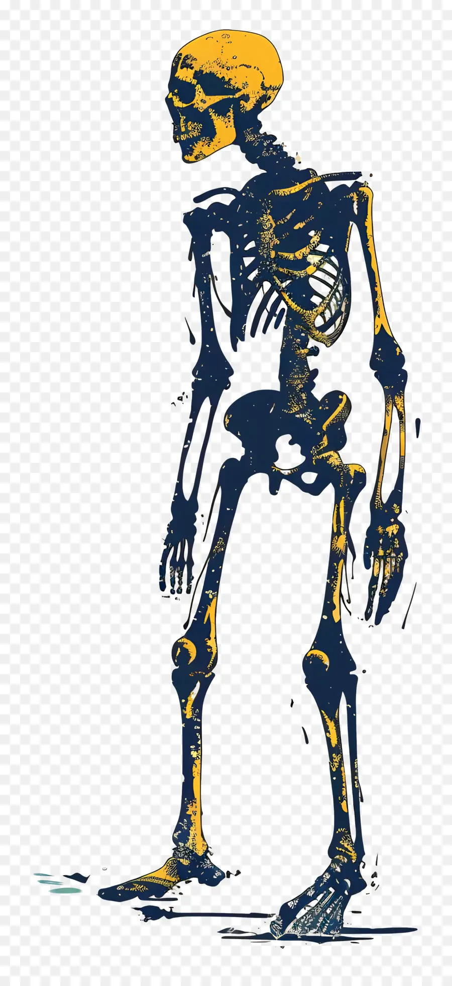 الهيكل العظمي，تشريح جسم الإنسان PNG