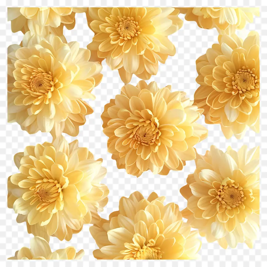 ازهار الاقحوان，الصفراء Chrysanthemums PNG