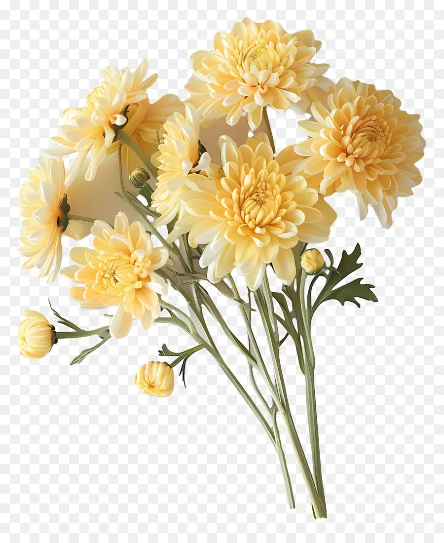 ازهار الاقحوان，الصفراء Chrysanthemums PNG