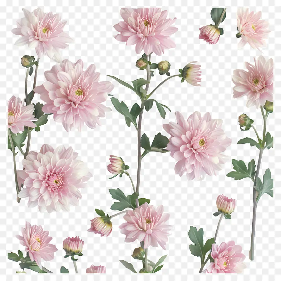 ازهار الاقحوان，القرص الوردي Chrysanthemums PNG