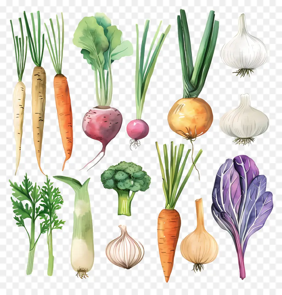 الخضروات，ألوان مائية التوضيح PNG