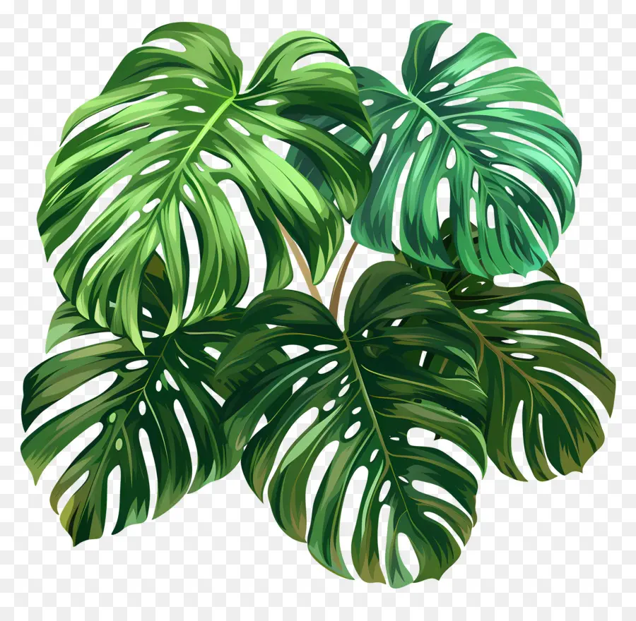 Monstera ورقة，أوراق متموجة PNG