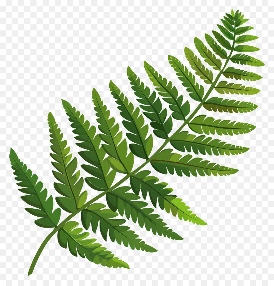 السرخس نبات，أوراق الشجر الخضراء PNG