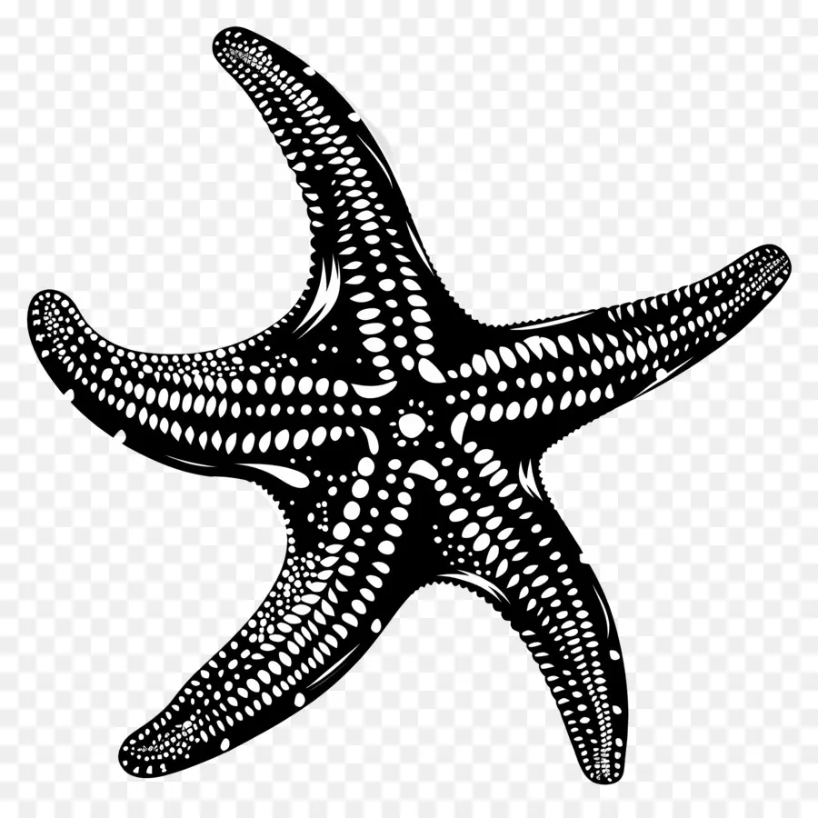 صورة ظلية نجم البحر，نجم البحر PNG