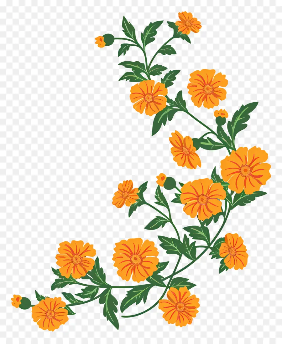 Marigold Garland，القطيفة PNG