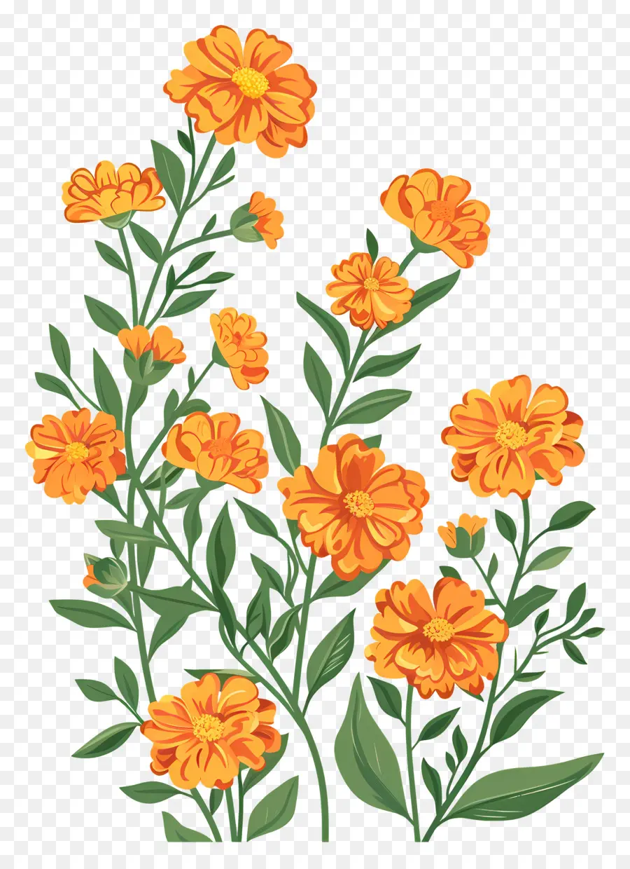 Marigold Garland，القطيفة PNG