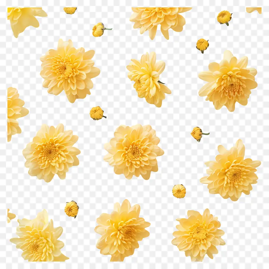 ازهار الاقحوان，الزهور الصفراء PNG
