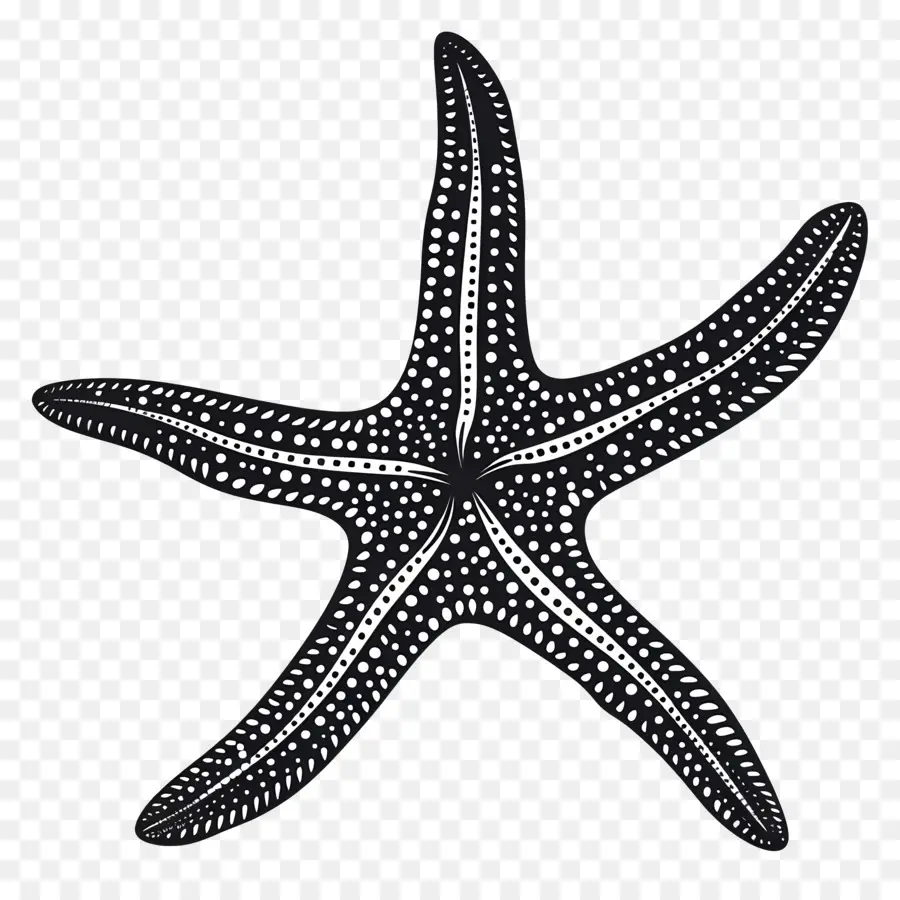 صورة ظلية نجم البحر，نجم البحر الأسود PNG