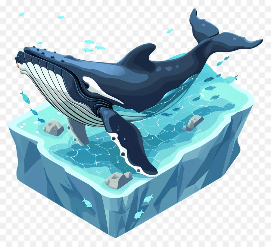 مشاهدة الحيتان，الحوت الأزرق PNG