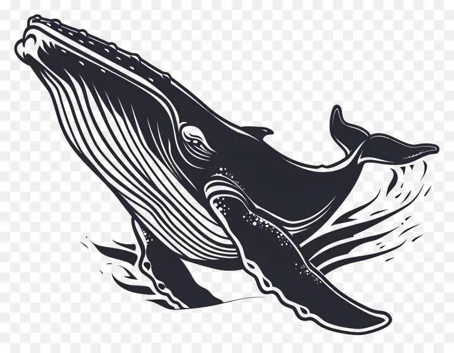 مشاهدة الحيتان，الحوت PNG