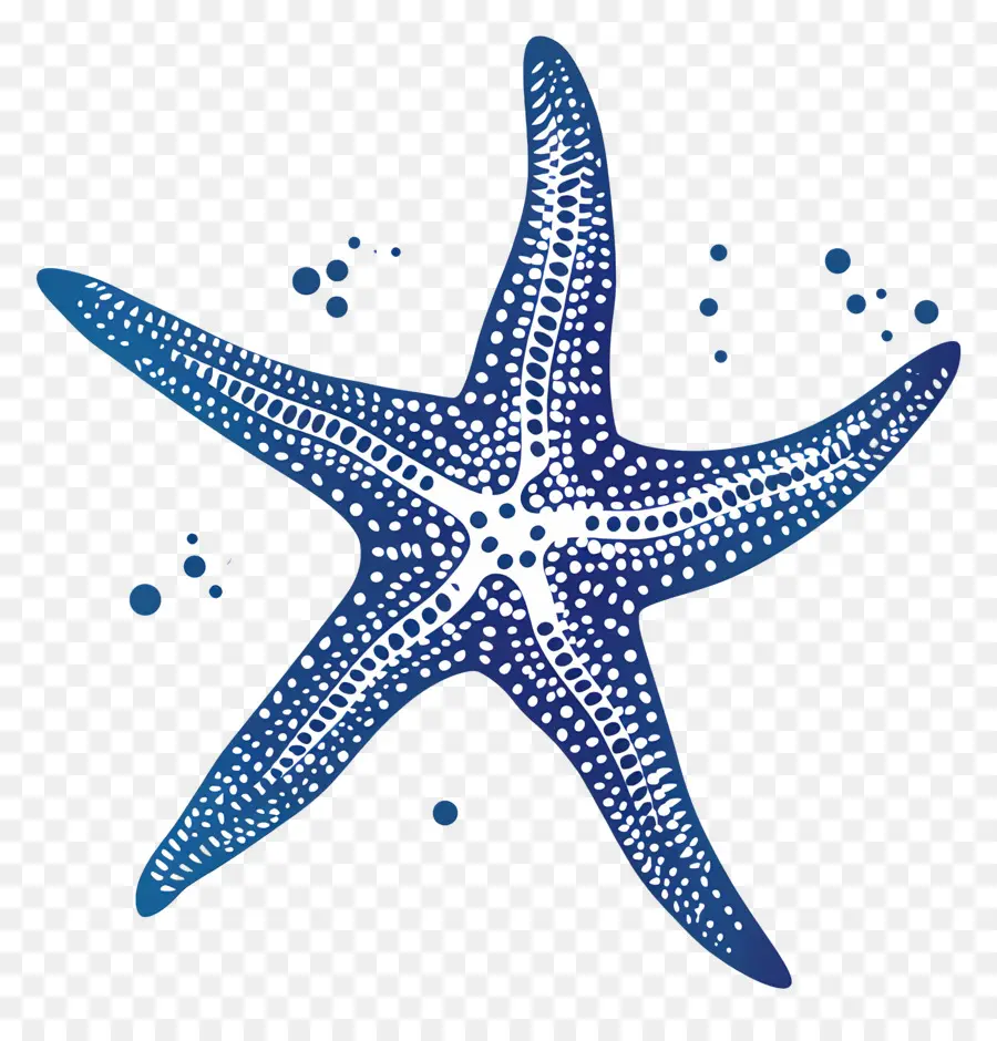 صورة ظلية نجم البحر，نجم البحر PNG