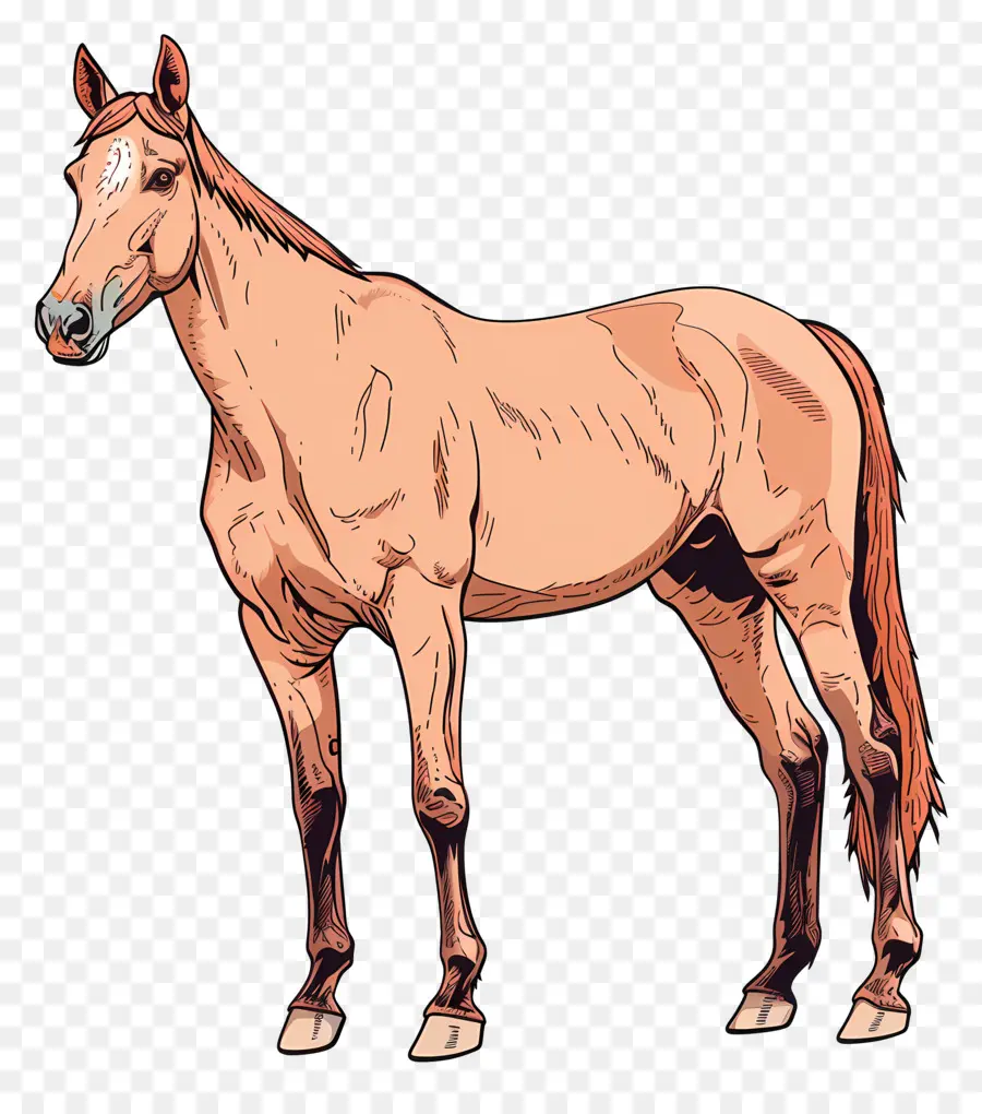 الحصان，البني PNG