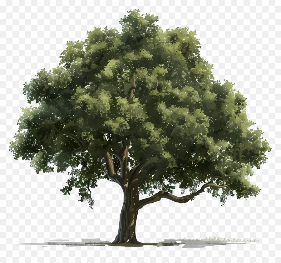 شجرة البلوط，شجرة خضراء PNG