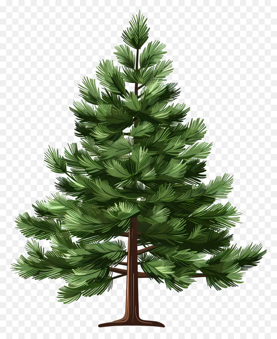 شجرة الصنوبر，فروع PNG