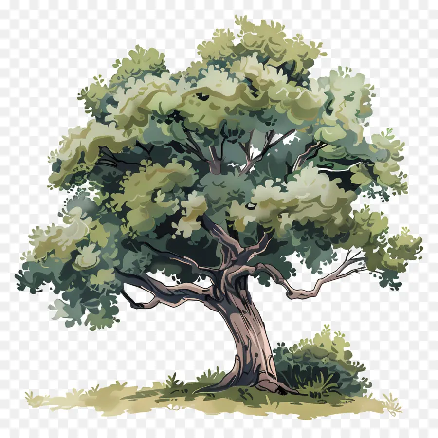 شجرة البلوط，شجرة خضراء PNG