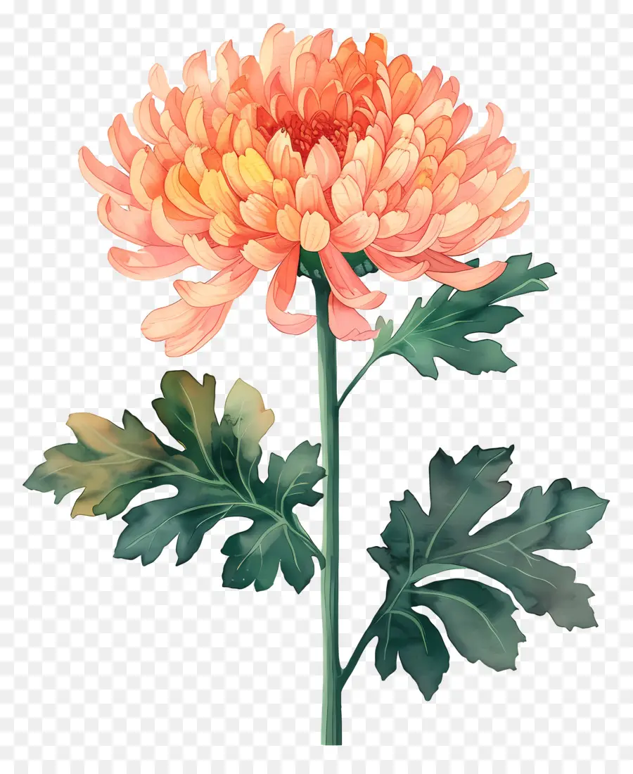 أقحوان，القرص الوردي Chrysanthemum PNG