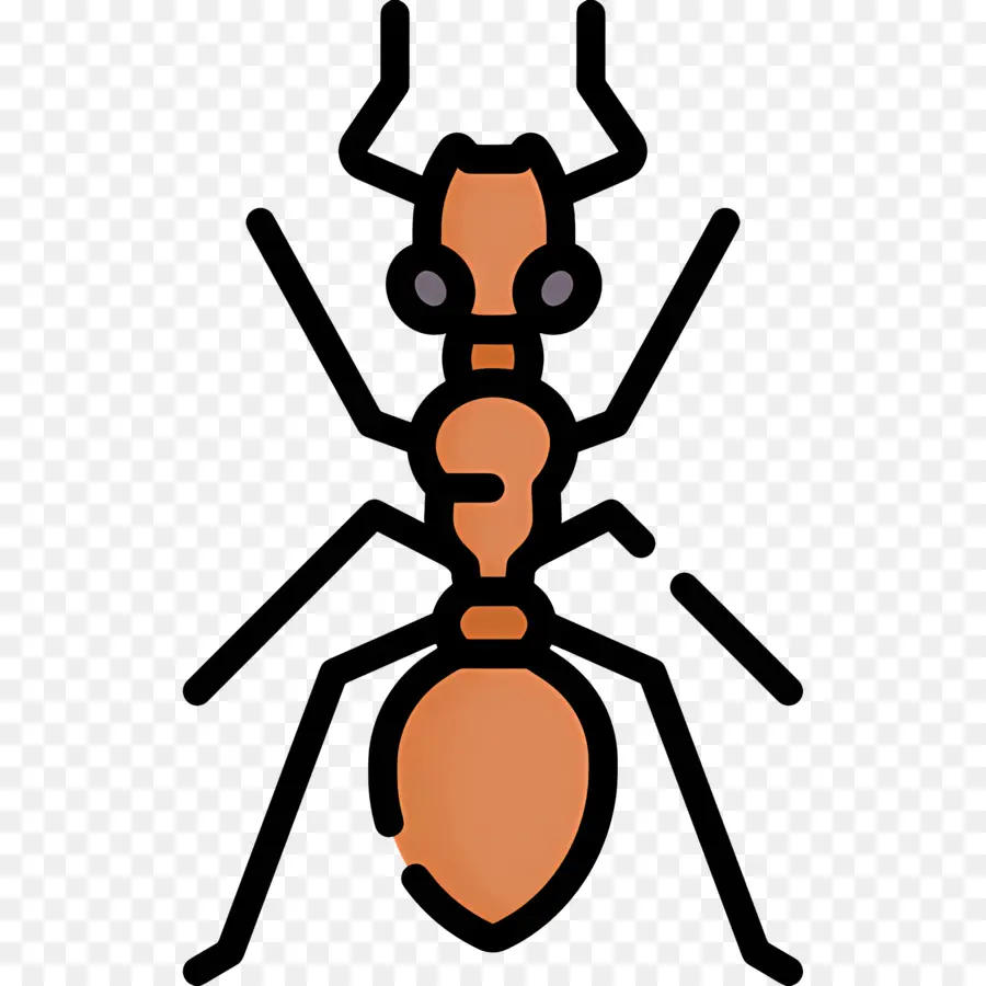 النمل，التأمل PNG