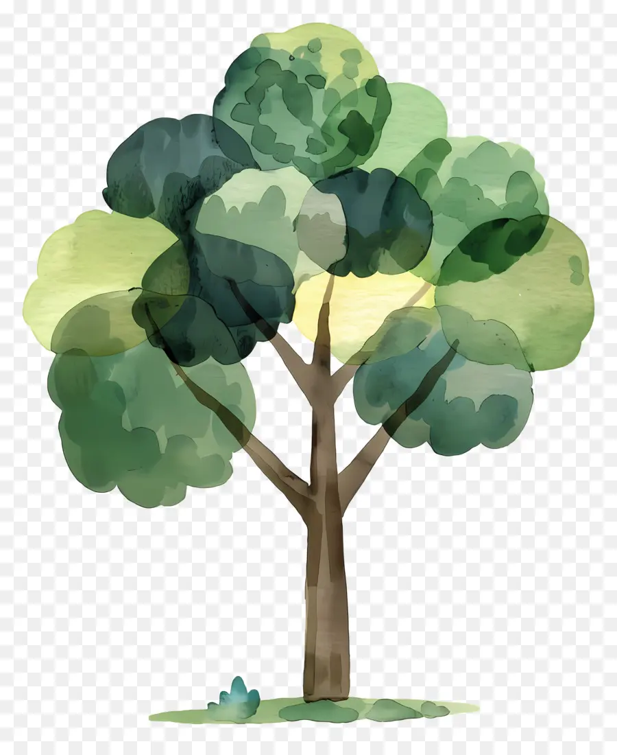 الكرتون شجرة，الشجرة المائية PNG