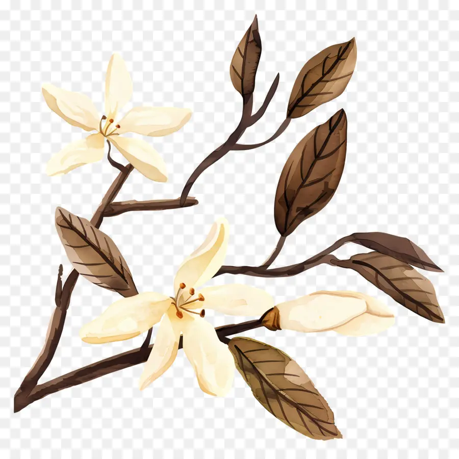 الفانيليا，الزهور البيضاء PNG