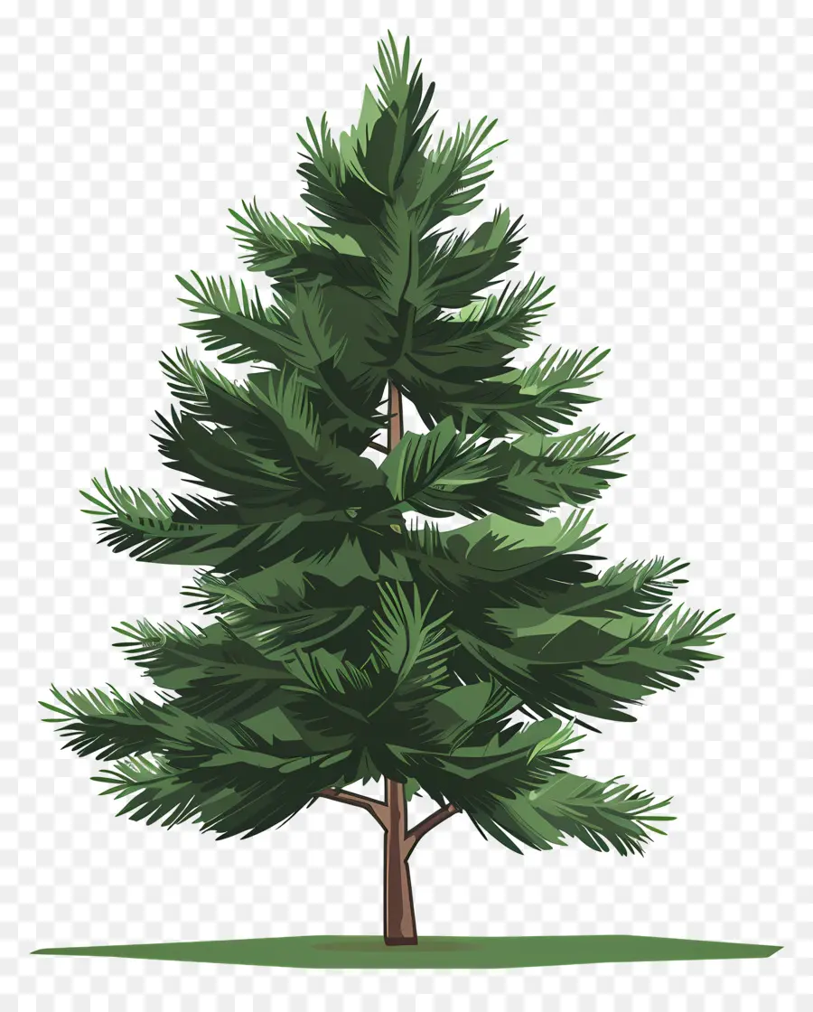 شجرة الصنوبر，دائمة الخضرة PNG