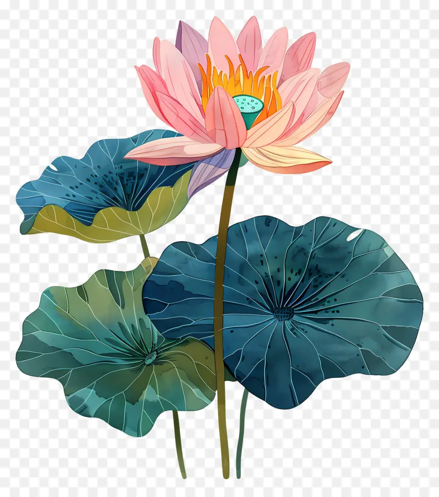 زنبق الماء，زهرة اللوتس الوردي PNG