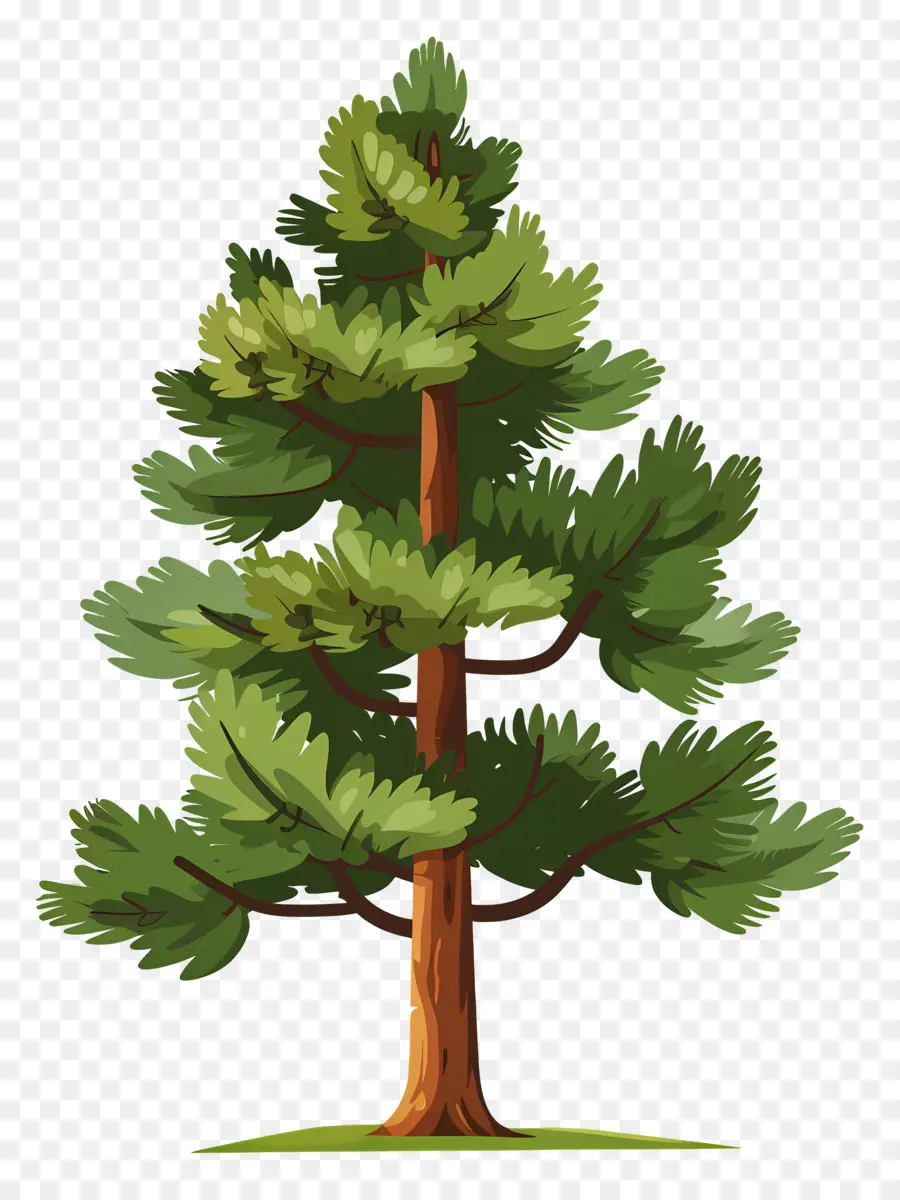 شجرة الصنوبر，الصنوبرية PNG