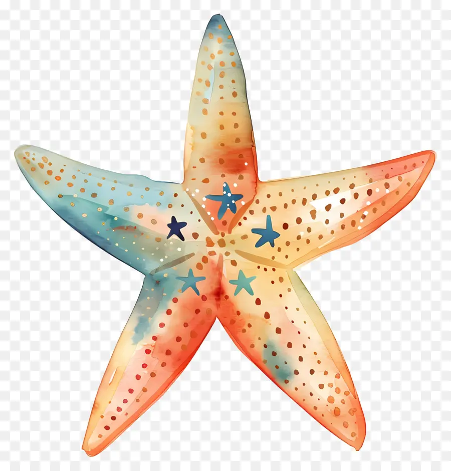 نجوم，نجم البحر PNG