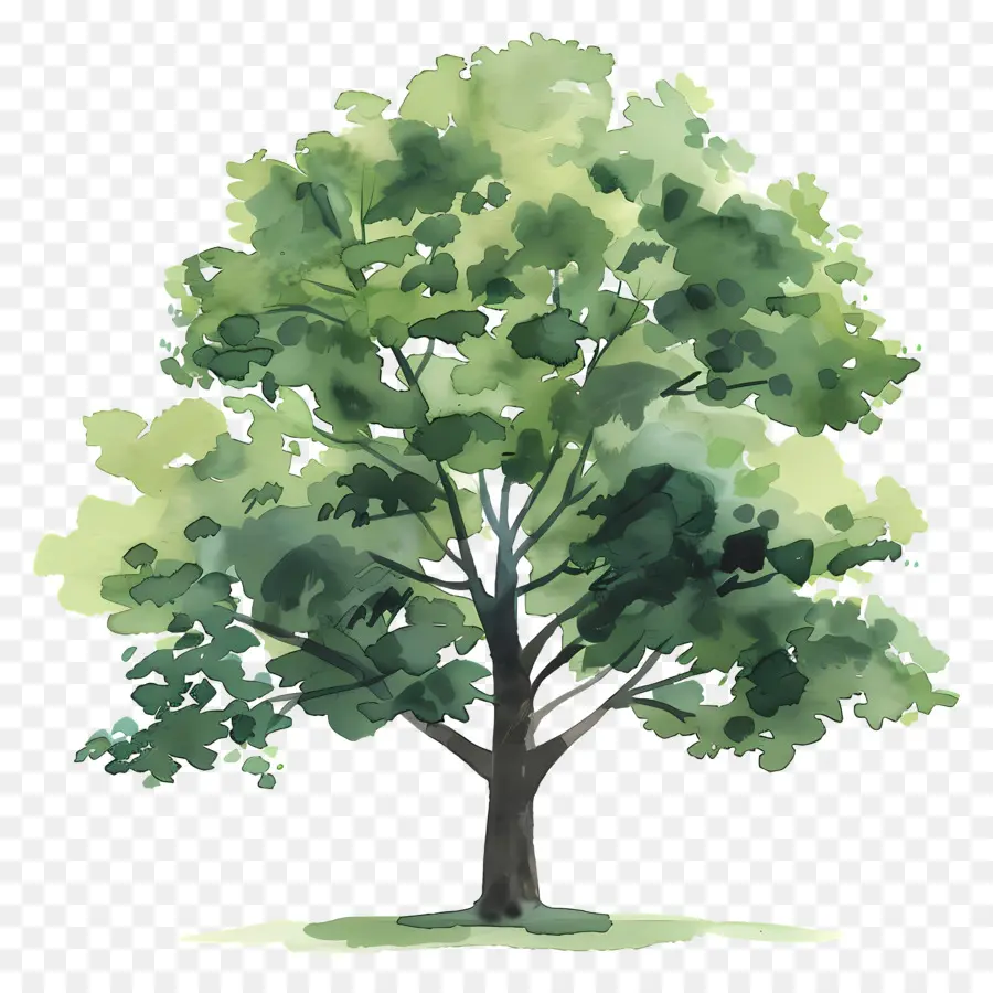 شجرة البلوط，شجرة متهاوية PNG